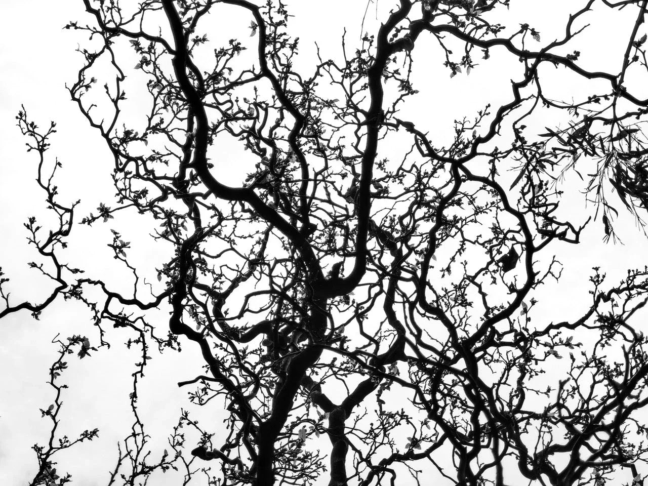 3-FPO Dosierung 2025 – Wirkung, Dauer und Risiken erklärt