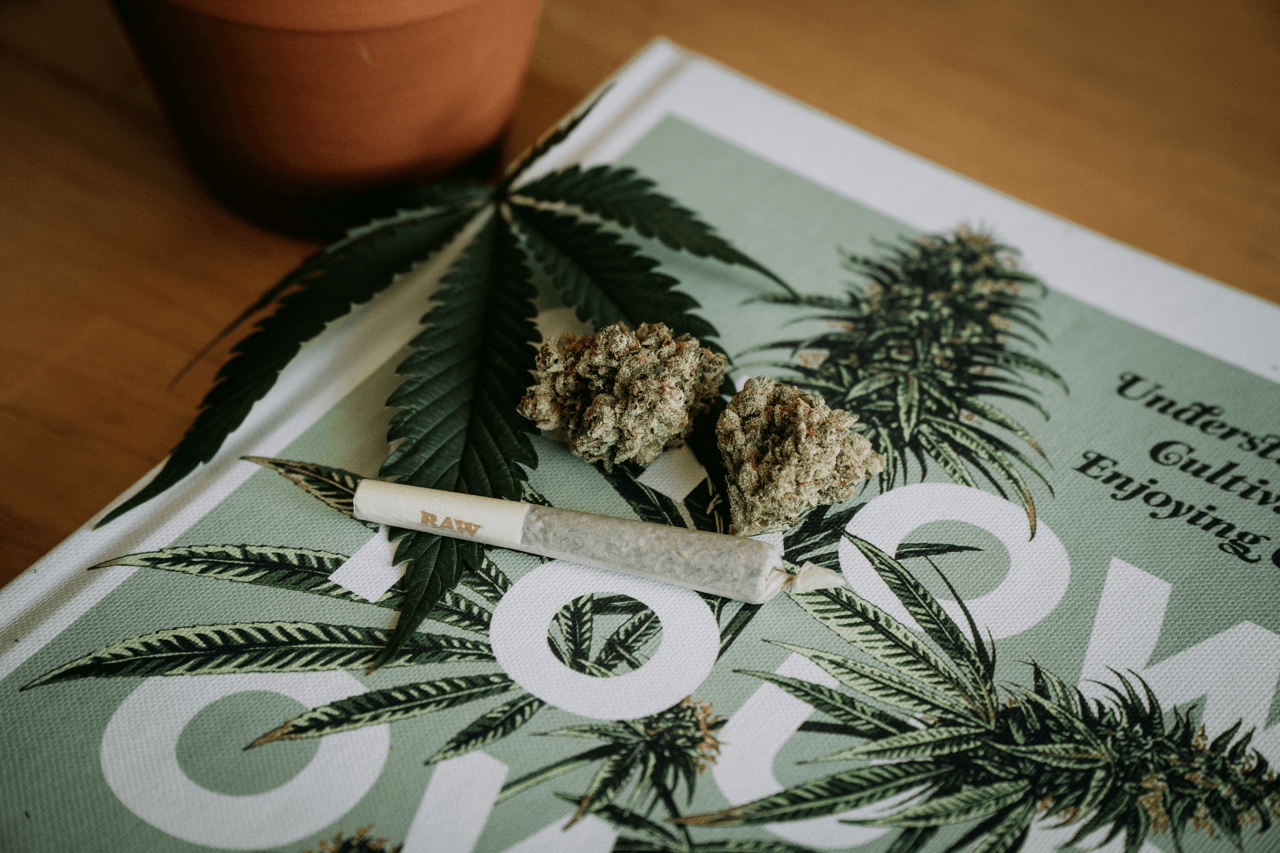 Grüne Cannabis Sativa Pflanze mit schmalen Blättern in natürlichem Licht