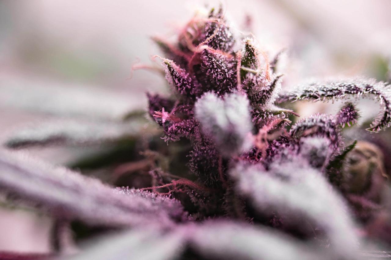 Wo kann man Cannabis kaufen in 2025? Dein ultimativer Guide! - Happy Flower