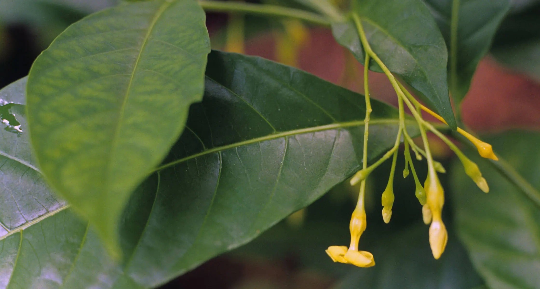 Iboga Pflanze: Überblick zu Wirkung, Risiken und Recht 2025