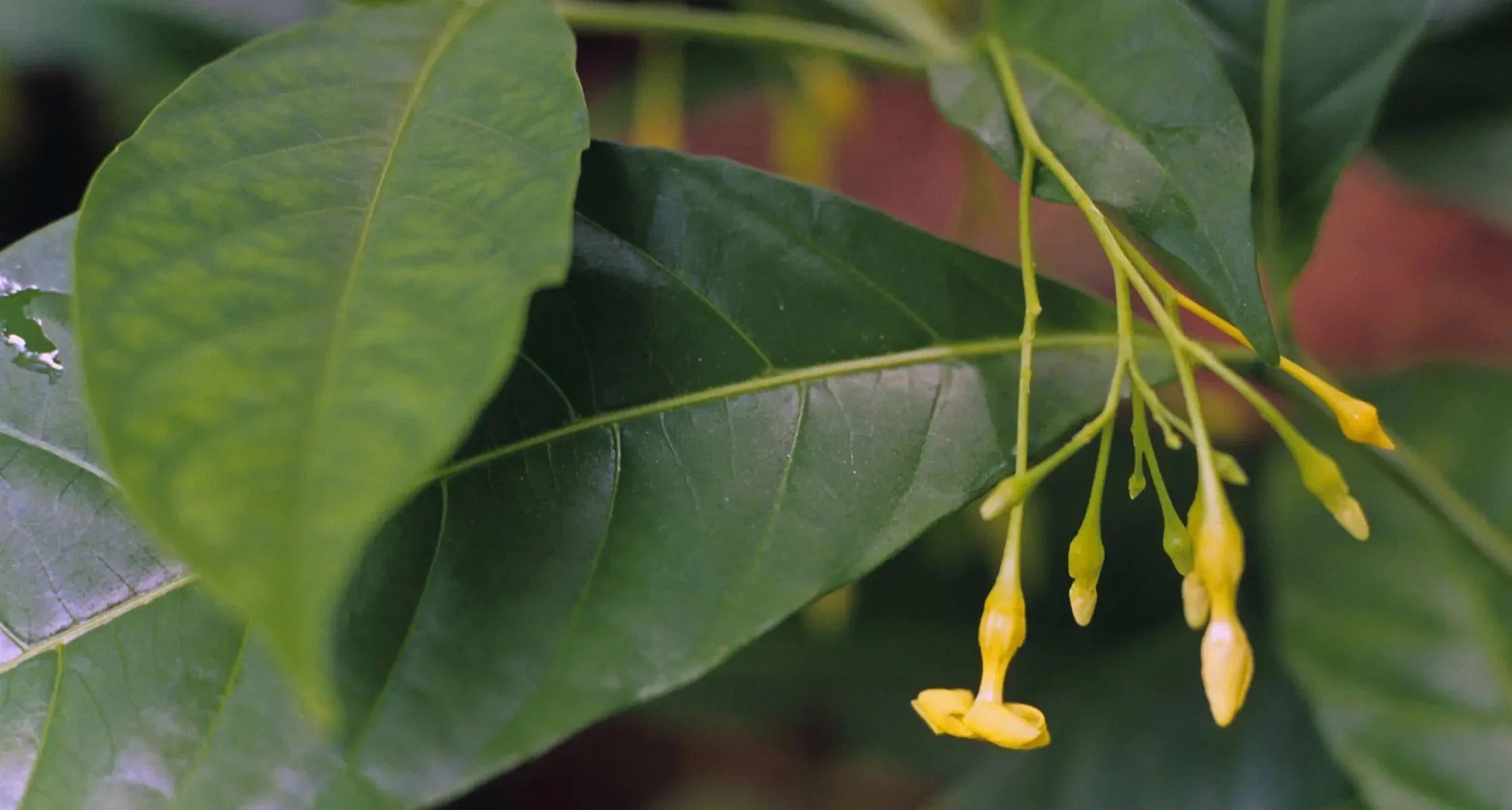 Iboga Pflanze: Überblick zu Wirkung, Risiken und Recht 2025