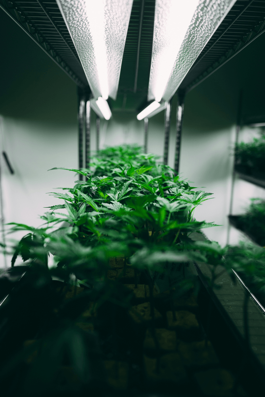 PHC Cannabis Blüten in einer Reihe in gutem Licht