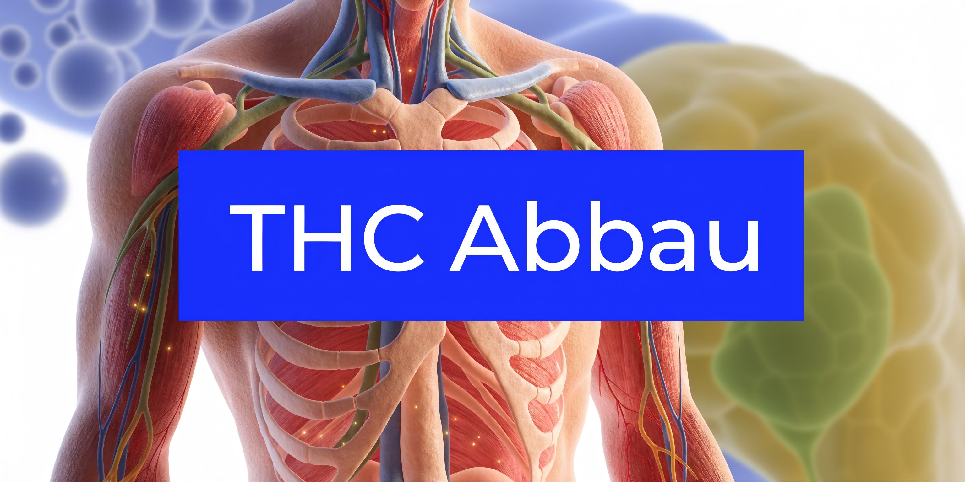 Wie wird Haschisch im Körper abgebaut? Der ehrliche Guide