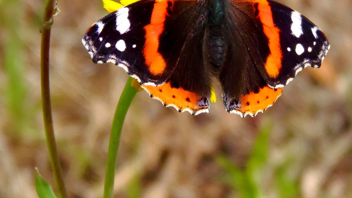 CBG vs CBD – Cannabinoide im Vergleich