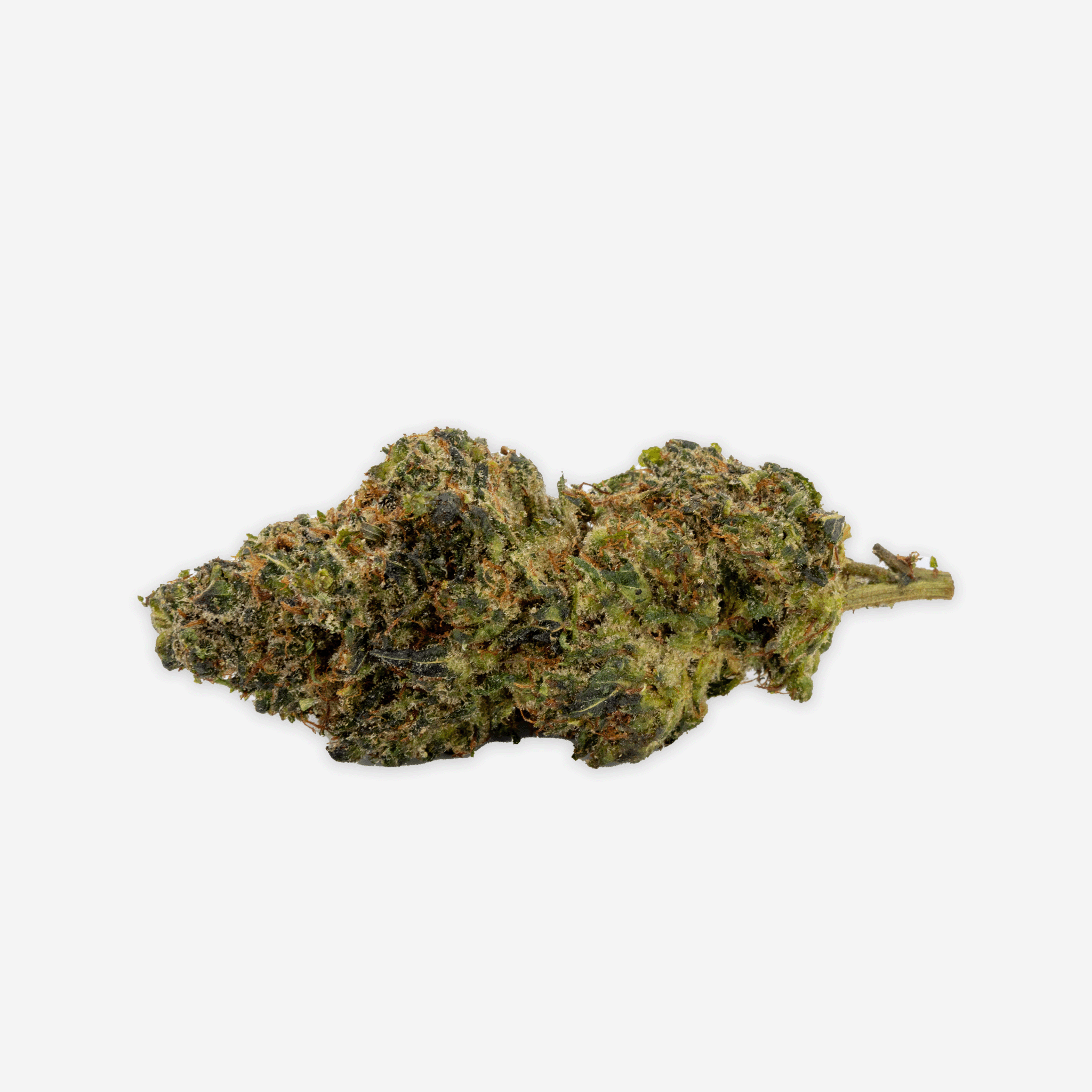 Amnesia_PHC_Blueten