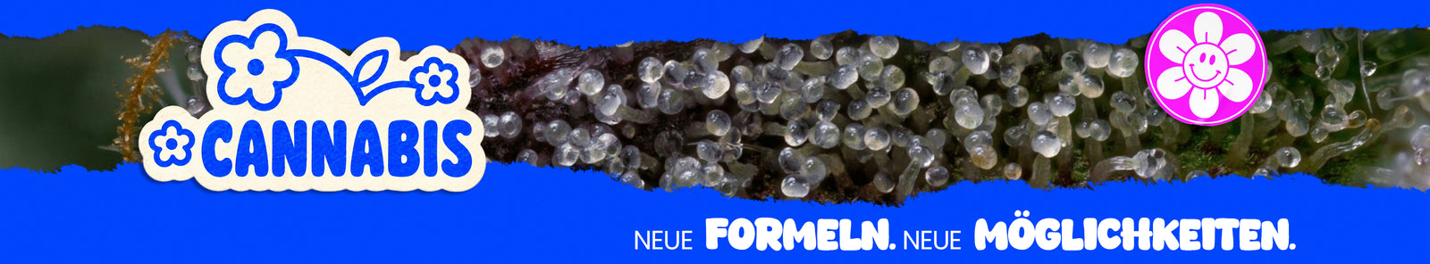 Blaues Banner mit einer Makroaufnahme glänzender Trichome auf einer Cannabisblüte. Links steht „Cannabinoide“, rechts ist ein pinkes Blumenlogo und unten der Schriftzug „Neue Formeln. Neue Möglichkeiten.“