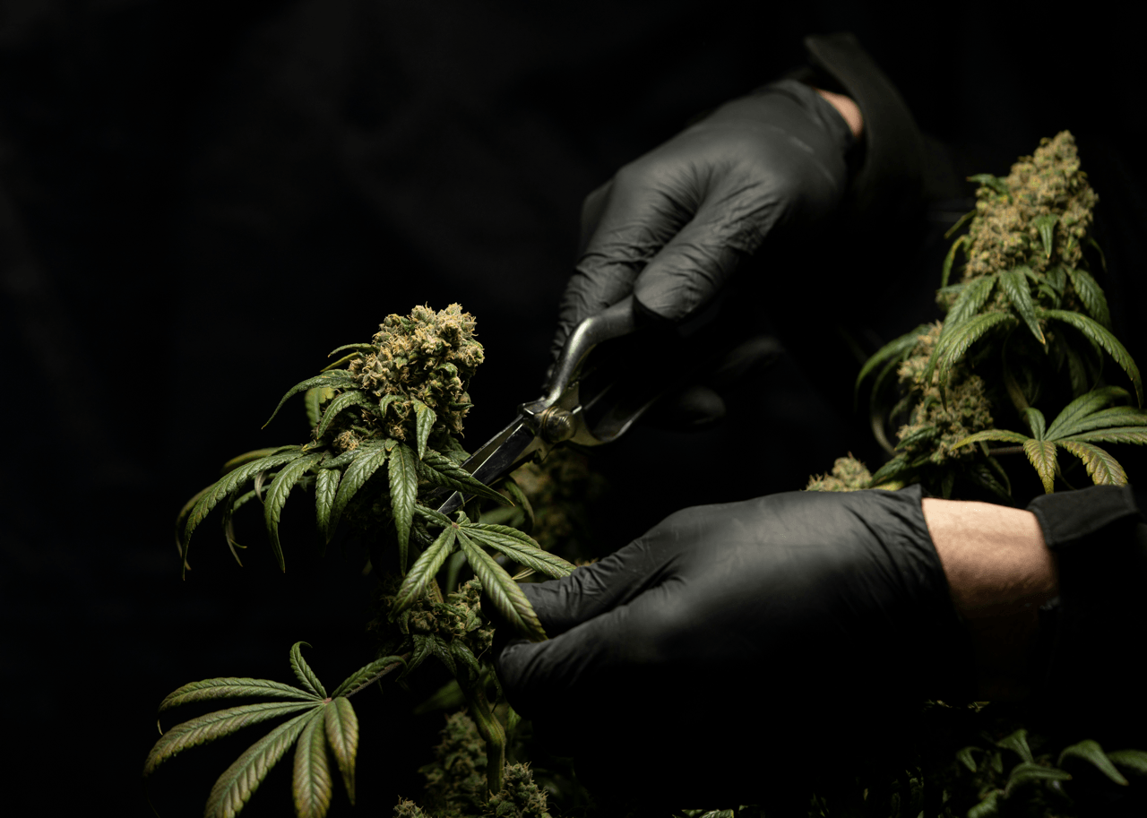10-OH-HHCP Wirkung erklärt – Intensität, Dauer & Effekt des neuen Cannabinoids.