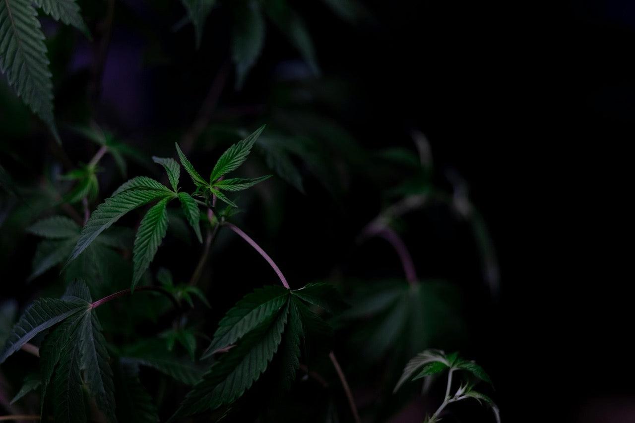 PHC – Das neue Cannabinoid, das du kennen musst! - Happy Flower