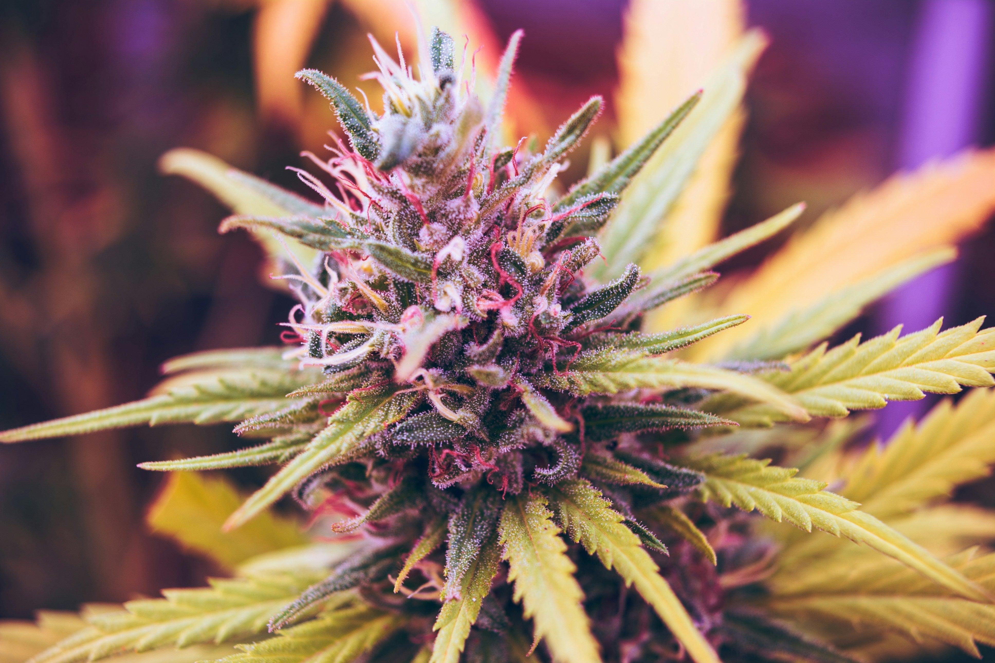 Cannabis Sorten 2025