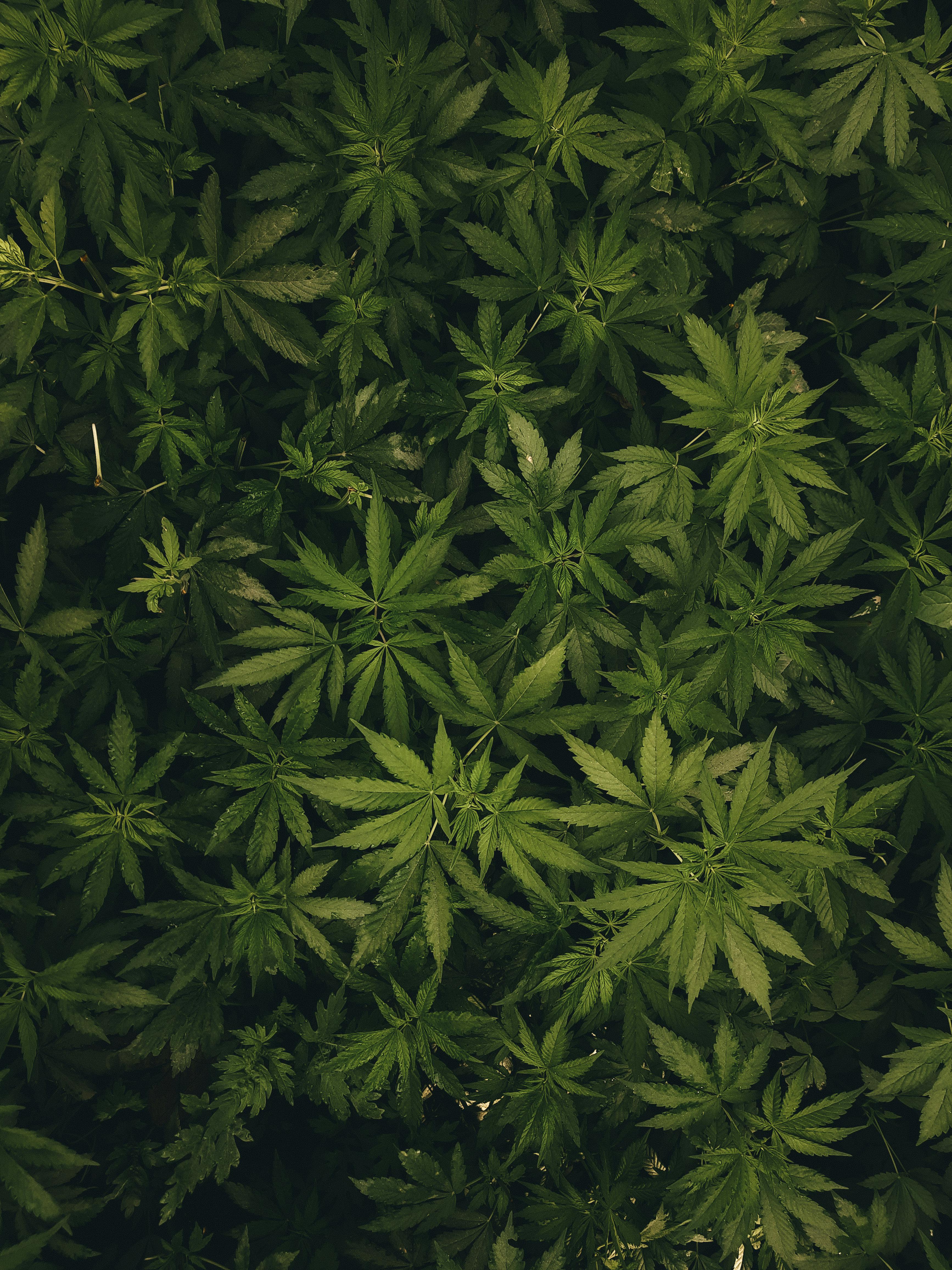 Moderne legale High-Produkte wie Vapes, Edibles und Cannabinoid-Derivate im Überblick für 2026