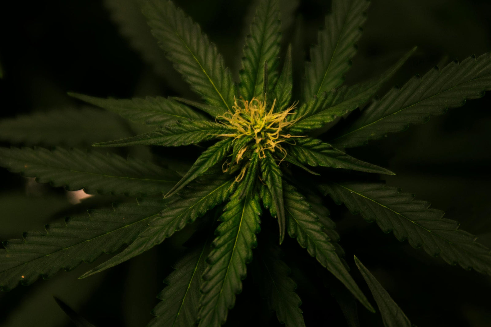 10 OH HHCP: Das neue Power-Cannabinoid von 2025 erklärt - Happy Flower