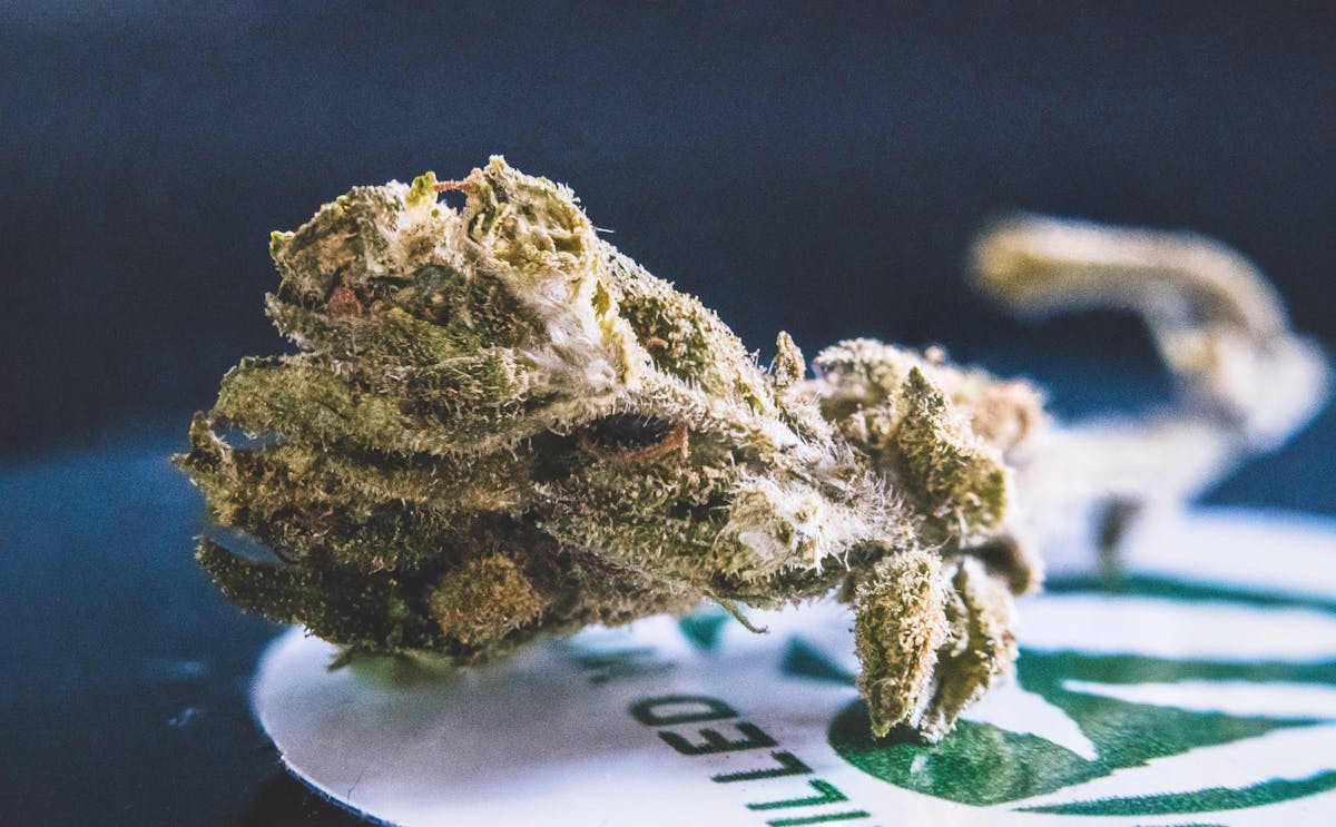 420 Geschichte Cannabis Blueten Nahaufnahme