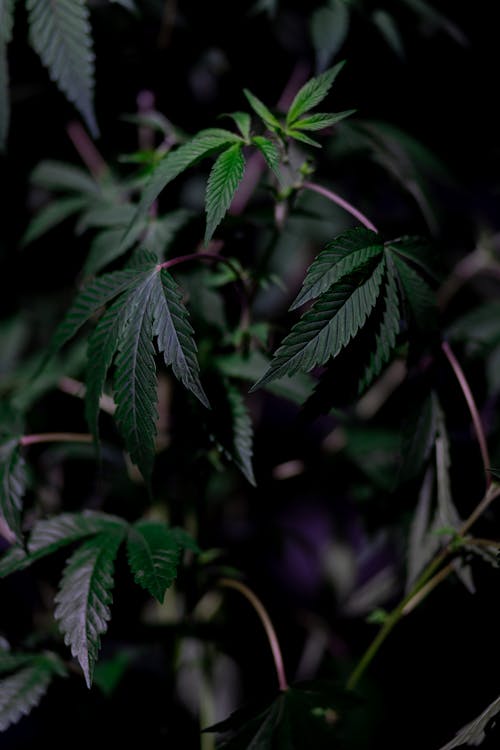 Cannabis Social Club Deutschland — Hanfpflanze im Indoor-Grow