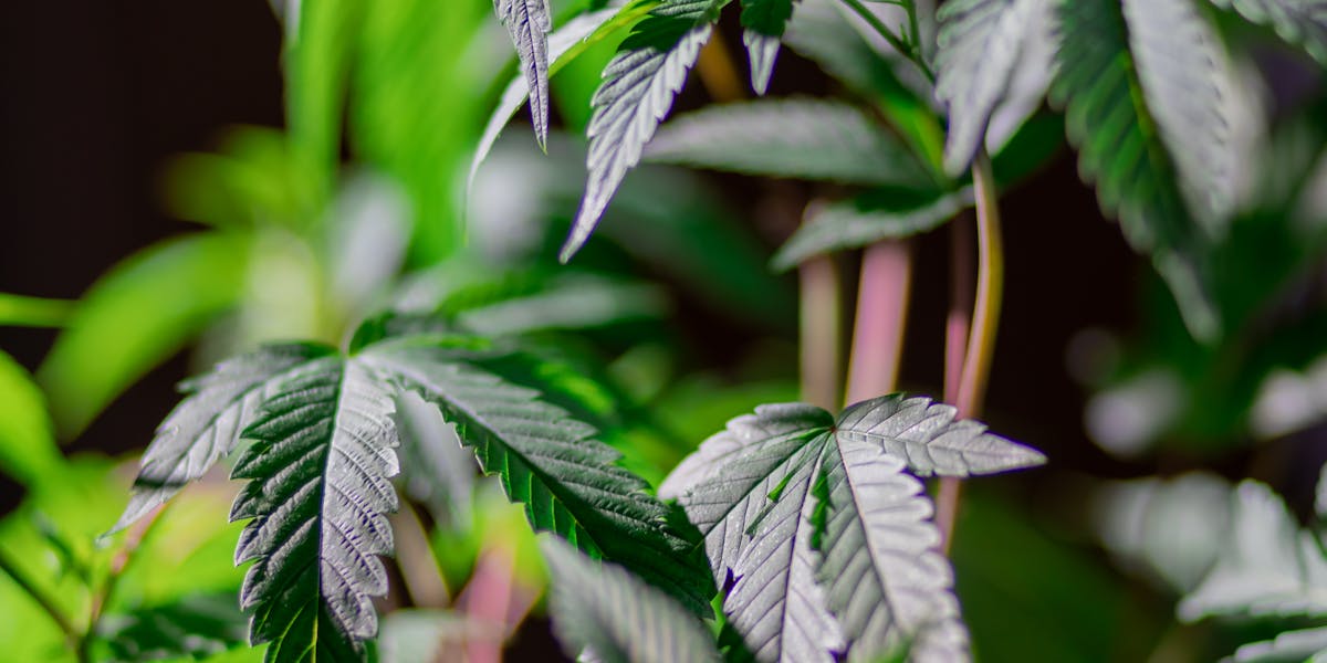 Super Silver Haze kaufen — Grüne Sativa Cannabis Pflanze im Sonnenlicht
