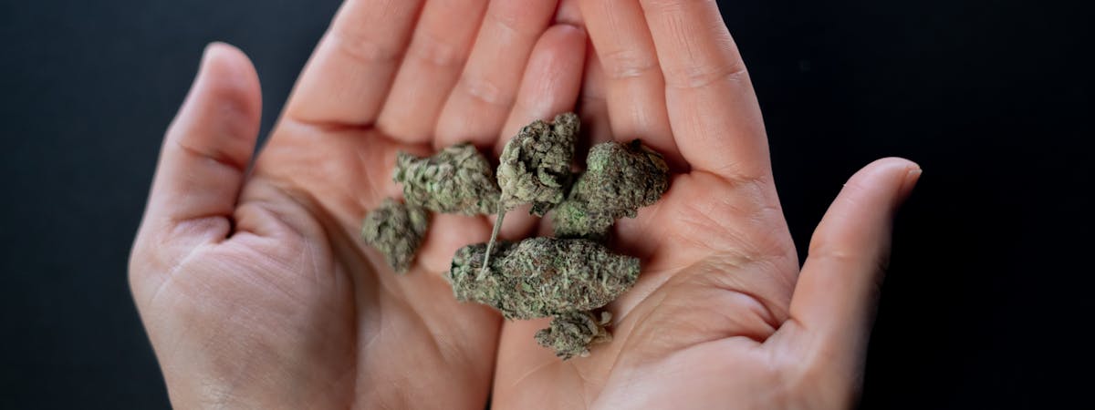 Cannabis Haschisch und Blüten im direkten Vergleich