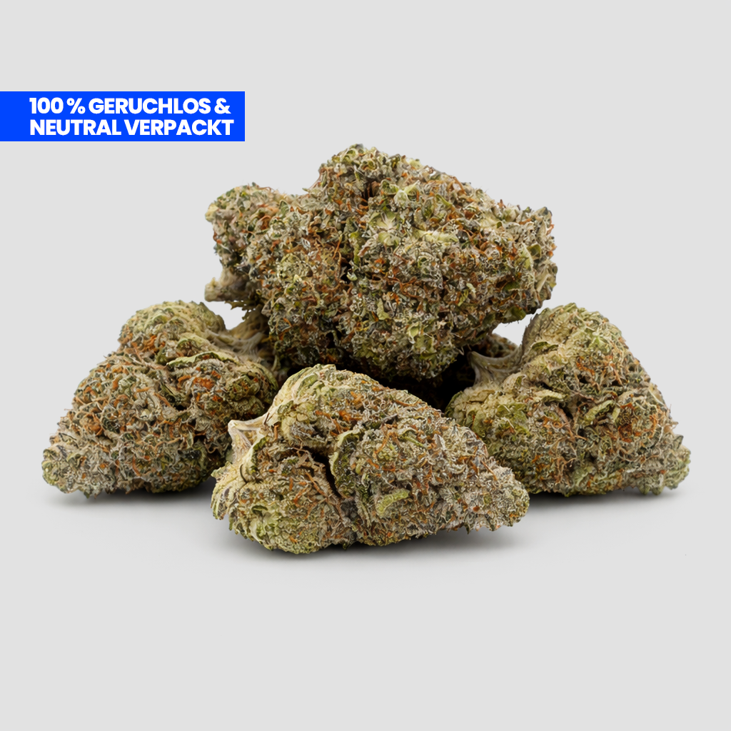 Cali Inferno PHC Blüten