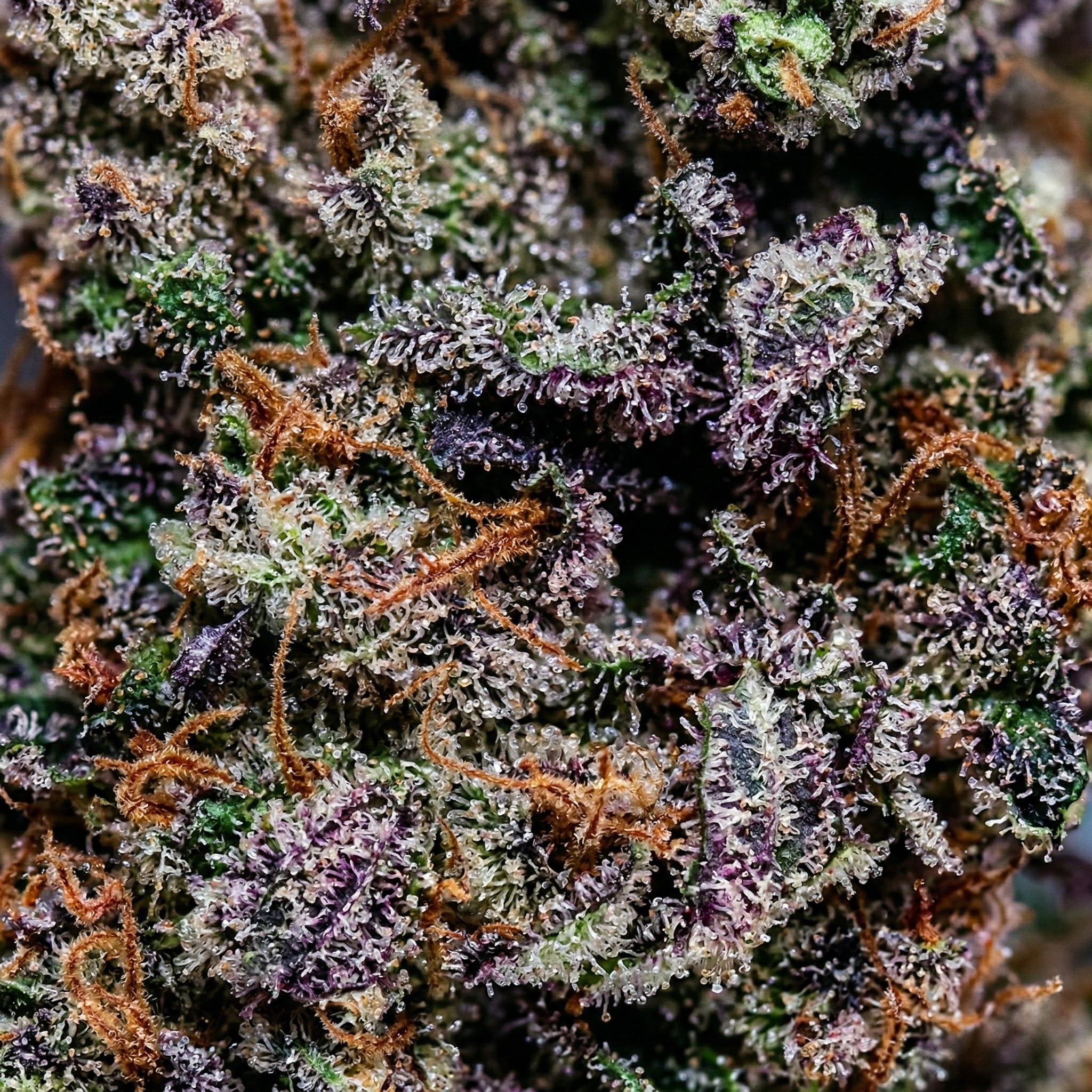 Wedding Cake 9H-HHC Cali Blüten aus Kalifornien bei Happy Flower kaufen.